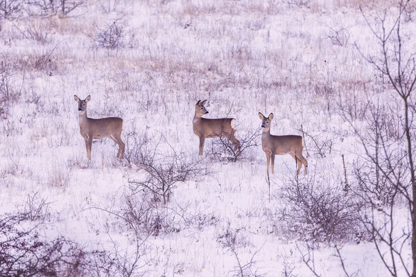Roe deers in winter — Stock fotografie