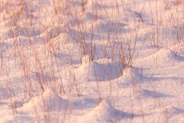 Verschneite Wiese im Winter — Stockfoto