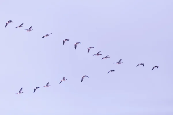 Flock of migrating bean geese — Stock Photo, Image