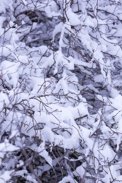 森に雪の降る冬 — ストック写真
