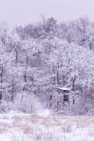 Inverno nevoso sulla foresta — Foto Stock