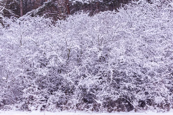 Besneeuwde winter op het forest — Stockfoto