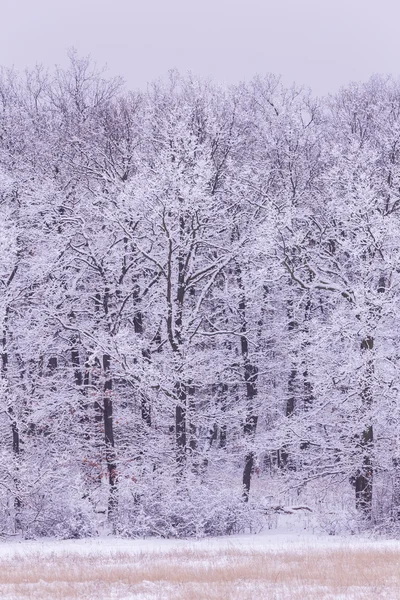 下雪的冬天，在森林里 — 图库照片