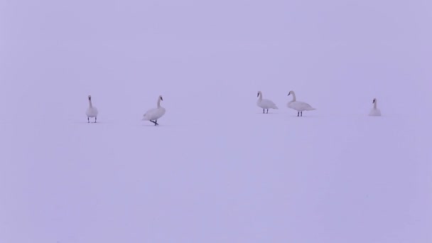 Cisnes mudos en el invierno natural — Vídeos de Stock