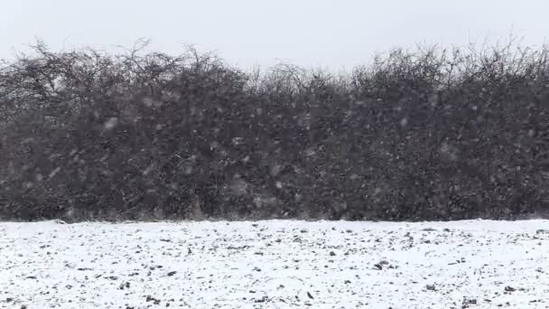 雪の降る冬の日 — ストック動画