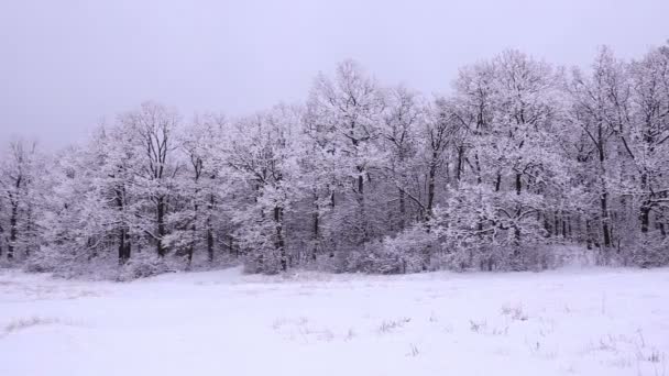 Giorno invernale nevoso — Video Stock