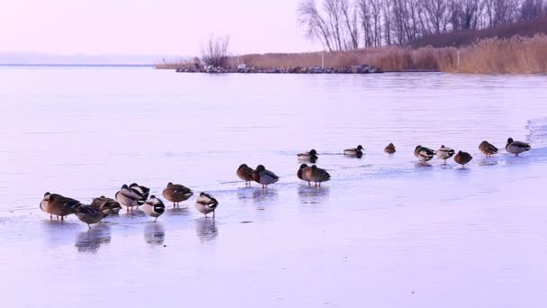 Beaucoup de colverts sur le lac en hiver — Video