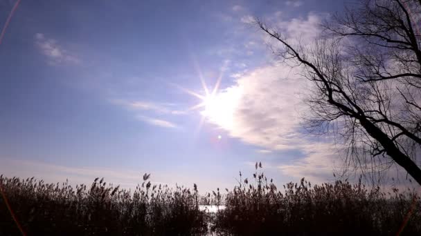 Tähtien aurinko ruokojen yläpuolella — kuvapankkivideo