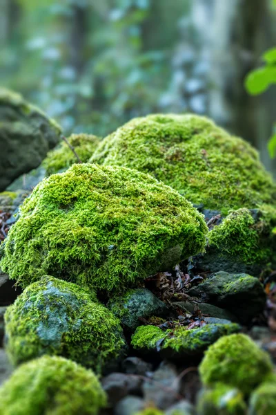 Rocas cubiertas con musgo — Foto de Stock