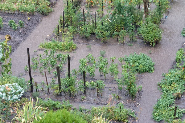 Vegetable garden, heavy rain — Stock Photo, Image