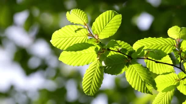 Détail harmonieux de la forêt, avec des feuilles de charme — Video