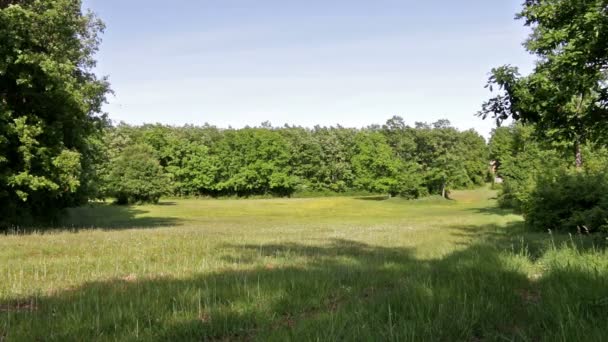 Glade in het voorjaar forest — Stockvideo