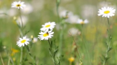 Beyaz bir yaz bahçede büyüyen daisy. (Leucanthemum vulgare)