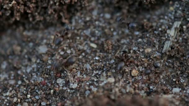 Mravenci pendlovat — Stock video