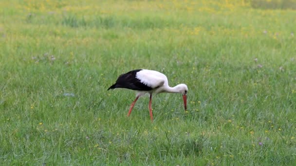 Großstorch auf einer feuchten Wiese — Stockvideo