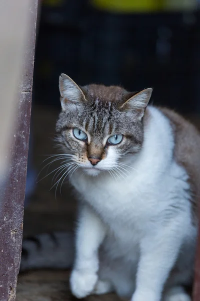 Tabby cat close up, selective focus — Stock Photo, Image