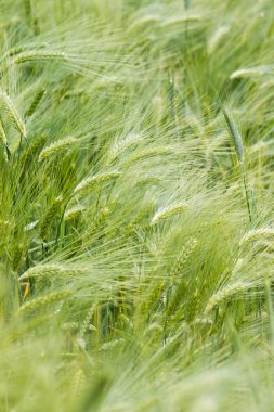 Bahar yeşil Mısır gevreği