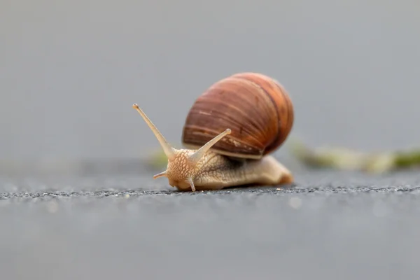 勃艮第蜗牛 （蜗牛) — 图库照片