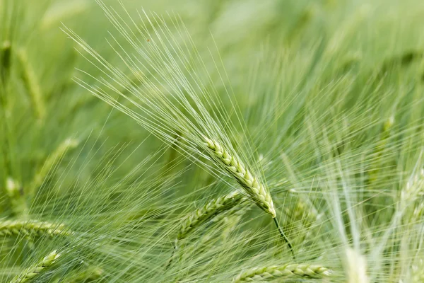 Cereais verdes na primavera — Fotografia de Stock