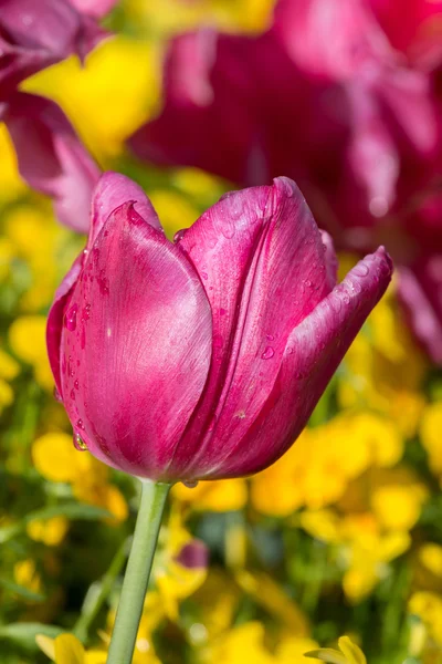 Tulipán en primavera — Foto de Stock