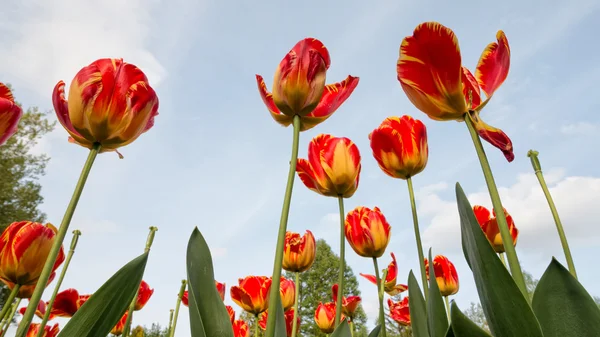 Tulips in spring — Stock Photo, Image