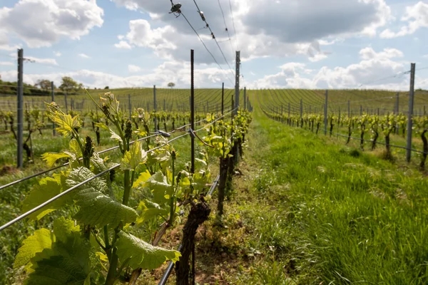 Rijen van druiven — Stockfoto