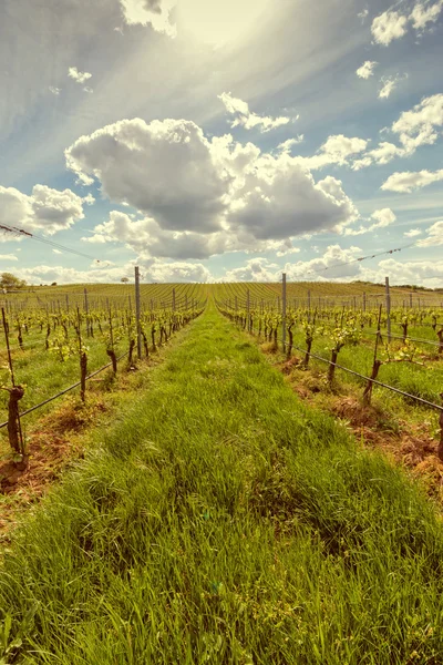 Rijen van druiven — Stockfoto