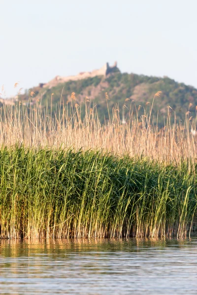 Reed landscape in Hungary — Stock Photo, Image