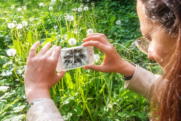 Dandelion close up — Stock Photo, Image