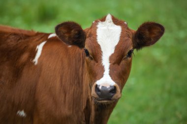 Bir genç buzağıyı bir çayırda otlatma.