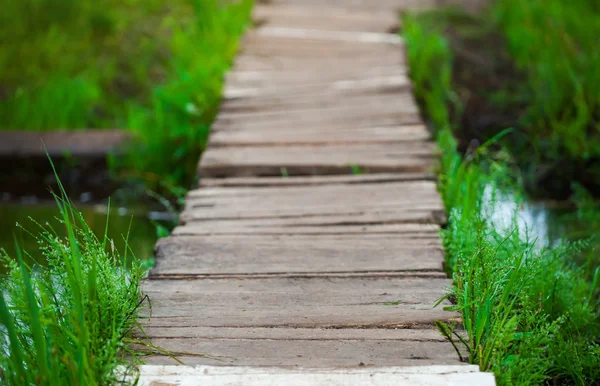 Деревянный мост в зеленом лесу — стоковое фото