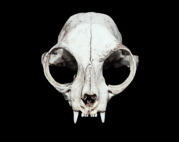 Animal skull. cat skull — Φωτογραφία Αρχείου