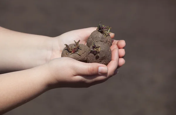 Plantando batatas em suas mãos — Fotografia de Stock