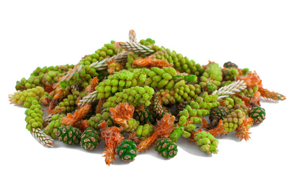 Young pine shoots and cones 