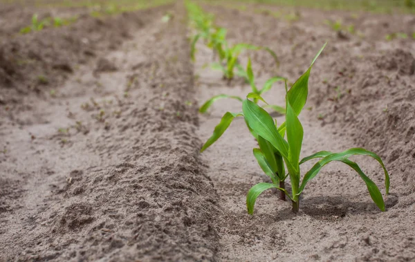 Campo plantado com milho, em primeiro plano um milho jovem arbusto. Sp — Fotografia de Stock