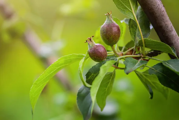 Fruta jovem depois de florescer maçã pendurada em uma árvore no jardim. Close-up . — Fotografia de Stock