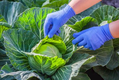 Yeşil genç lahana bahçesinde büyüyor. Lahana hasat.