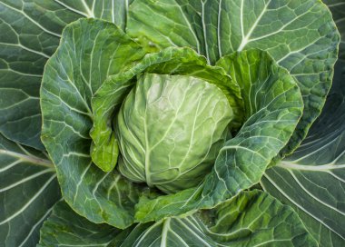 Yeşil genç lahana bahçesinde büyüyor. Lahana hasat.