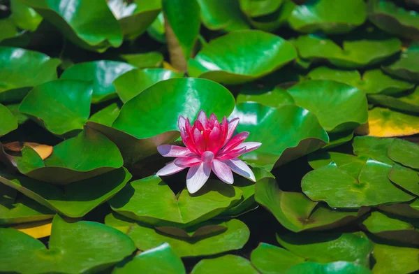 Nénuphar rose dans un étang calme . — Photo