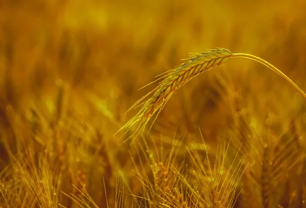 La espiga madura y seca de trigo dorado en las gotas después de la lluvia en un campo al atardecer — Foto de Stock