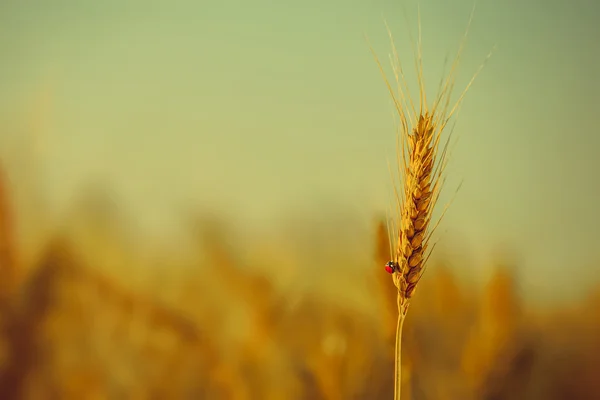 En la oreja madura amarillo trigo seco arrastrándose mariquita en un campo en un día brillante y soleado — Foto de Stock