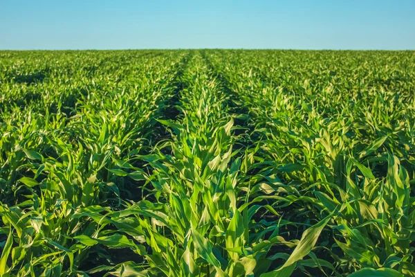 El día de verano destaca el campo agrícola, que está creciendo en filas ordenadas, alto, verde, maíz dulce. Antecedentes La familia de cereales y cultivos de cereales — Foto de Stock