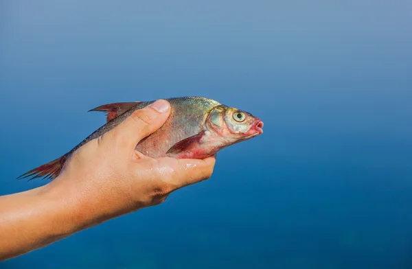 Fisher hombre sosteniendo en su mano atrapado, peces de río en el fondo del río . — Foto de Stock