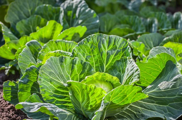 The bed of green, young kale growing in the garden. Preparing for the harvest season. Gardening work, growing vegetables at home. — Stock Photo, Image