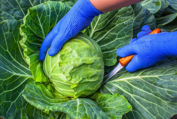 La cabeza de la col rizada joven verde que crece en el jardín cortado con un cuchillo. la temporada de cosecha. Trabajo de jardinería, cultivo de verduras en casa . — Foto de Stock