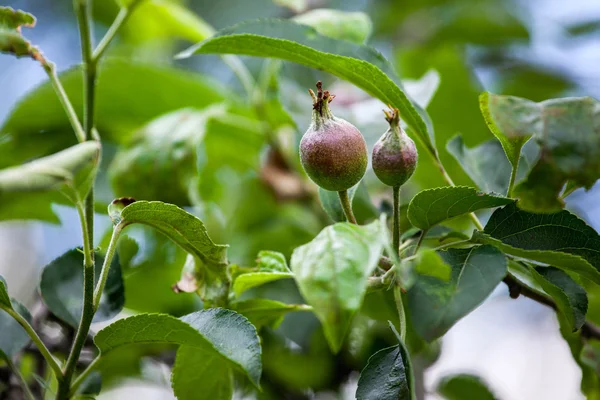 Fruta jovem depois de florescer maçã pendurada em uma árvore no jardim. Close-up . — Fotografia de Stock