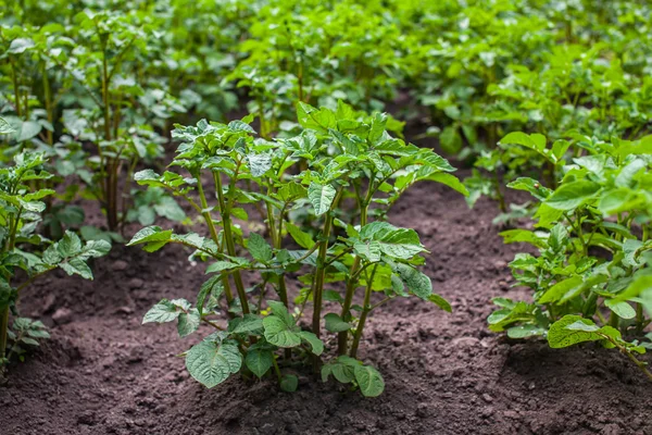 Junge Kartoffelknollen, die in einem Garten auf freiem Feld wachsen. Gemüseanbau zu Hause. — Stockfoto