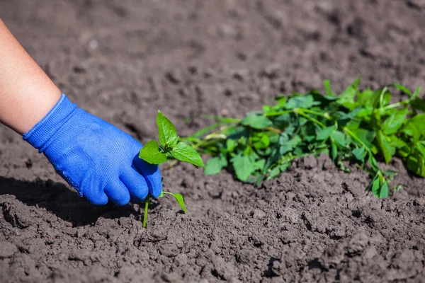 Der Bauer in blauen Handschuhen und säubert das Unkraut mit den Händen aus dem Boden. Vorbereitung für die Pflanzung von Setzlingen. der Kampf gegen das Unkraut. — Stockfoto