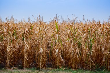 Yaz günü düzgün sıralar halinde yüksek, olgun, sarı, tatlı mısır büyüyen tarım alanı vurgular. Arka plan. Tahıl ve tahıl ürünleri ailesi. Önce hasat.