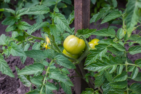 Green tomatoes, supported by a wooden stick, ripening on the bush. Growing vegetables at home. Harvesting.
